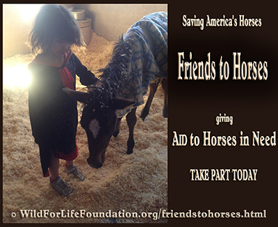 Friends to Horses BNR